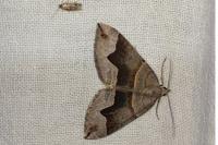 Scotopteryx angularia/moeniata