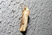 Axylia putris