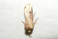 Axylia putris