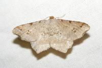 Macaria alternata