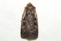 Xestia agathina