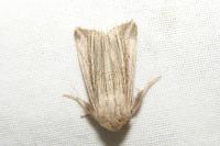 Mythimna riparia