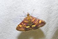 Pyrausta aurata
