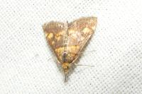 Pyrausta aurata