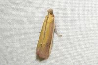 Oncocera semirubella