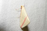 Rhodometra sacraria