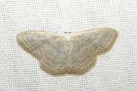 Idaea sylvestraria