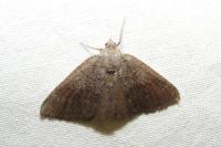 Aplasta ononaria
