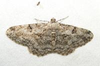 Peribatodes rhomboidaria rhomboidaria