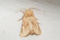 Luperina rubella