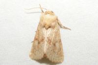 Luperina rubella