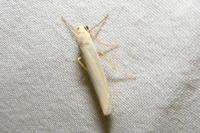 Eilema caniola