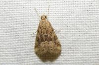Hellula undalis
