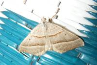 Scotopteryx luridata/mucronata