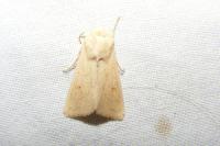 Mythimna vitellina