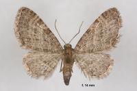 Eupithecia haworthiata