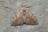 Pennithera firmata firmata
