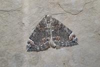 Dysstroma citrata