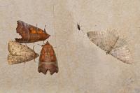 Autophila cataphanes cataphanes