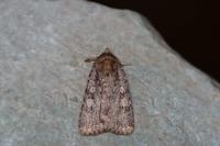 Amphipyra effusa