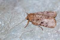 Amphipyra effusa