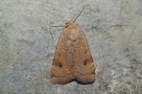 Noctua interposita