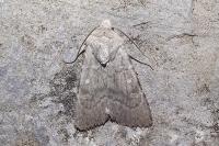 Euxoa decora simulatrix