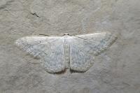 Scopula incanata