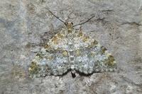 Entephria flavicinctata flavicinctata