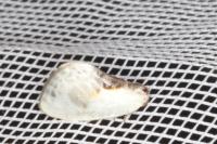 Cilix glaucata