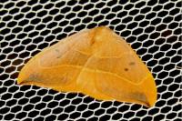 Watsonalla binaria