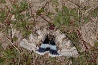 Catocala fraxini