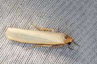 Eilema caniola