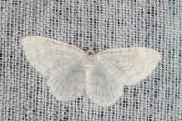 Asthena albulata
