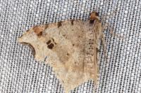 Macaria alternata