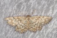 Scopula tessellaria