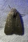 Caradrina flavirena