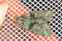 Cryphia algae