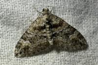 Perizoma