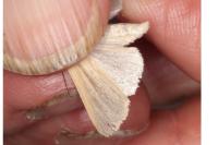 Mythimna pallens