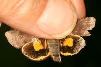 Noctua janthina