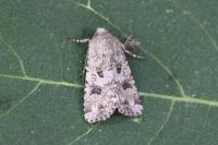 Anarta sodae