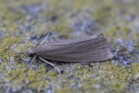 Chilo luteellus