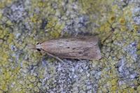 Chilo suppressalis