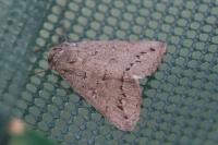 Clytie illunaris