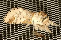 Furcula furcula