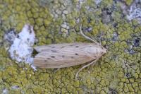 Ematheudes punctella