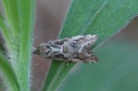Euchromius cambridgei
