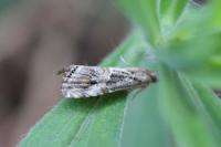 Euchromius cambridgei