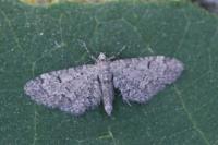 Eupithecia ultimaria